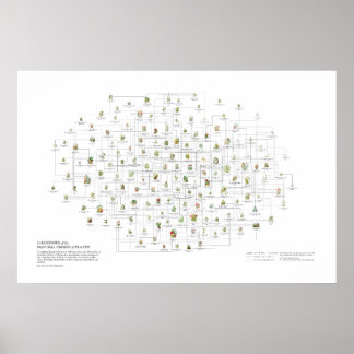 Natuurlijke orden van planten - Gelijkenissen Poster