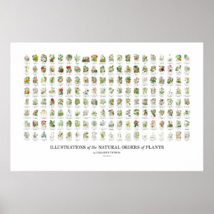 Natuurlijke Orders van Planten - Alle illustraties Poster
