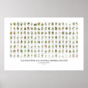 Natuurlijke Orders van Planten - Alle illustraties Poster