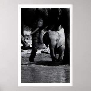 Natuurlijke wandkunstprint Olifantkalveren bij het Poster