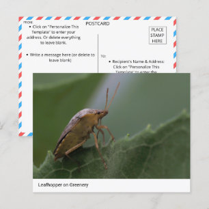Natuur's Marvel: Leafhopper op groen Briefkaart