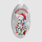 Naughty White French Bulldog dans les décorations (devant)