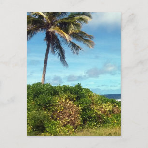 naurupalm briefkaart