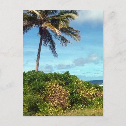 naurupalm briefkaart (Voorkant)