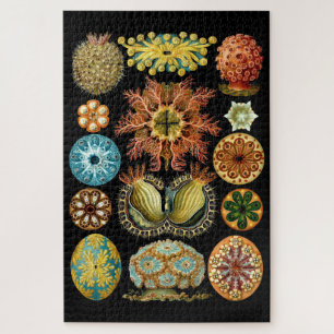  Nautical Ascidiae van Ernst Haeckel Legpuzzel