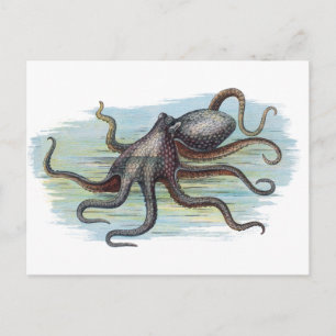  Nautical - Octopus Monster van de Diep Briefkaart
