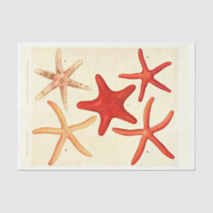 Nautical Red Starfish Ephemera-ontkoppeling Tissuepapier
