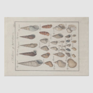 Nautical Sea Shells Ephemera ontkoppeling Frans Tissuepapier