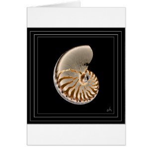 nautilus