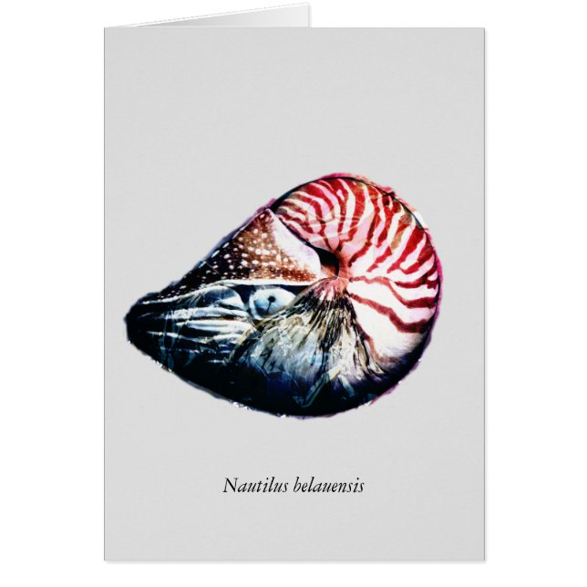 Nautilus belauensis (Voorkant)