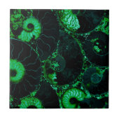 Nautilus green shell-ontwerp tegeltje (Voorkant)