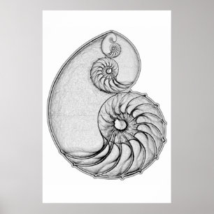 Nautilus Poster