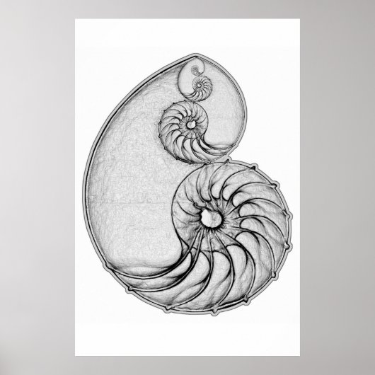 Nautilus Poster (Voorkant)