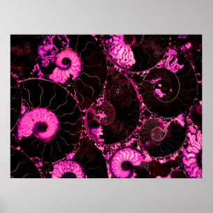 Nautilus roze omhulsel, doodsbang meetkunde poster