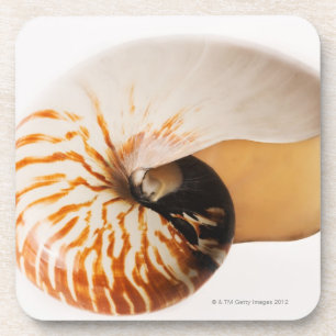 Nautilus seashell (Nautilus stenomphalus) Onderzetter