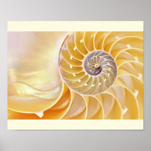 Nautilus Seashell poster (Voorkant)