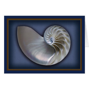 Nautilus Shell 2 horizontaux