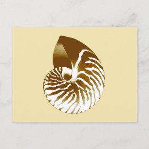 Nautilus shell - bruin, wit en beige briefkaart