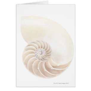 Nautilus shell, close-up