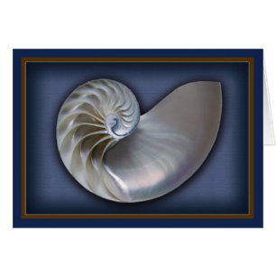 Nautilus Shell horizontaal