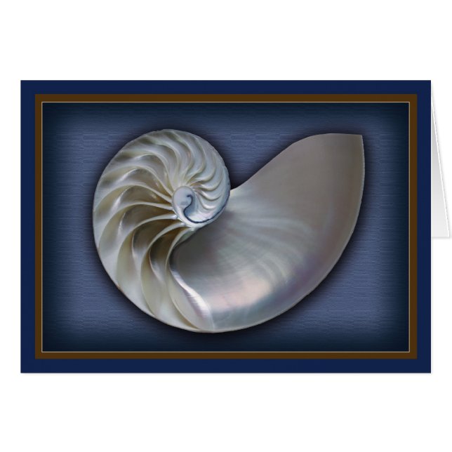Nautilus Shell horizontaal (Voorkant Horizontaal)