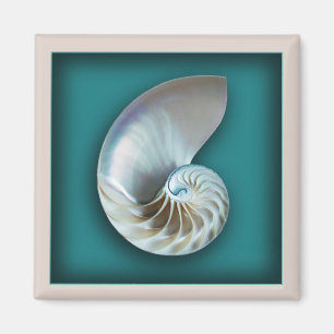 Nautilus shell magnet magneet
