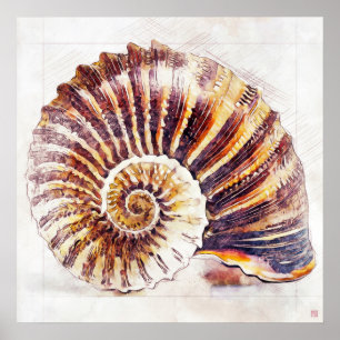 Nautilus Shell Tekening - Kunstdruk Poster