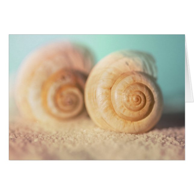 Nautilus Shells (Devant horizontal)