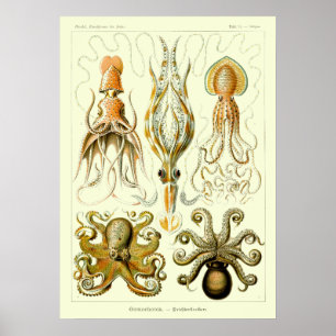  Nautische octopus door Ernst Haeckel Poster