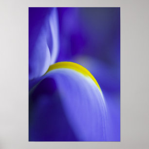 Nauwe details van een blauwe vlag iris. poster