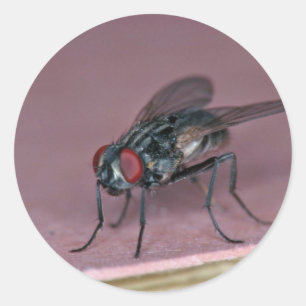 Nauwer uitzicht van huisvlieg insect ronde sticker