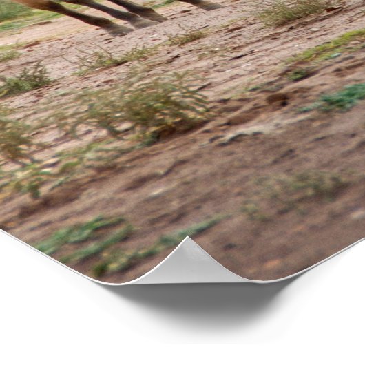 Navajo-paarden lopen vrij op de Canyon-vloer Poster (Hoek)