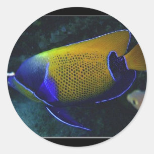 Navarchus Ronde Sticker