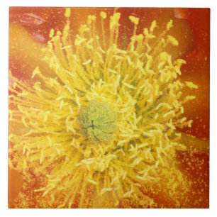 NB, Verenigde Staten, Arizona, Tucson, Sonora Dese Tegeltje