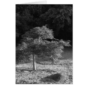NC / Noir, carte