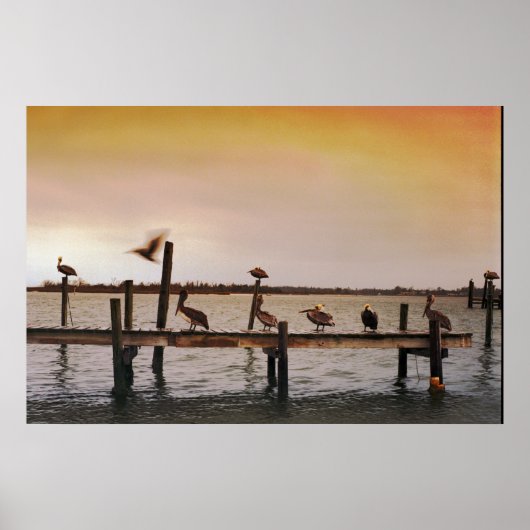 NC Pelicans Poster (Voorkant)