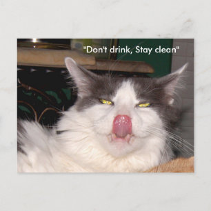 Ne pas boire Rester propre Chat Carte postale