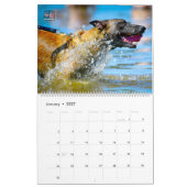« NE PAS CAResser » - Calendrier des chiens de tra (Jan 2027)