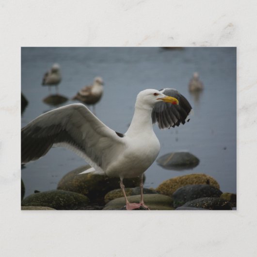 Ne pas déranger la carte postale (Devant)