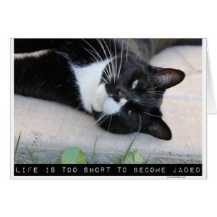 Ne Pas Être Jaded Motivation Chat Nota blanche