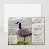 Ne pas nourrir le pain aux oiseaux Carte postale O (Devant / Derrière)