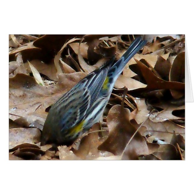 Ne sois pas timide ! (Devant horizontal)