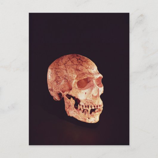 Neanderthaler ontdekt op Mt Carmel Briefkaart (Voorkant)