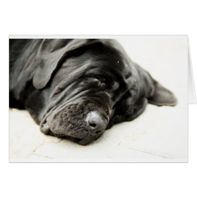 Neapolitan Mastiff (Voorkant Horizontaal)