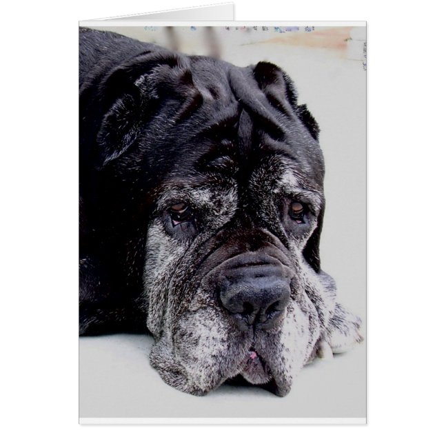neapolitan mastiff.png (Voorkant)