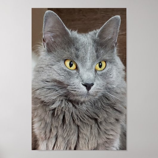 Nebelung Long-Hazard Russian Blue Cat Poster (Voorkant)