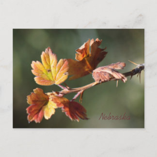 Nebraska Briefkaart