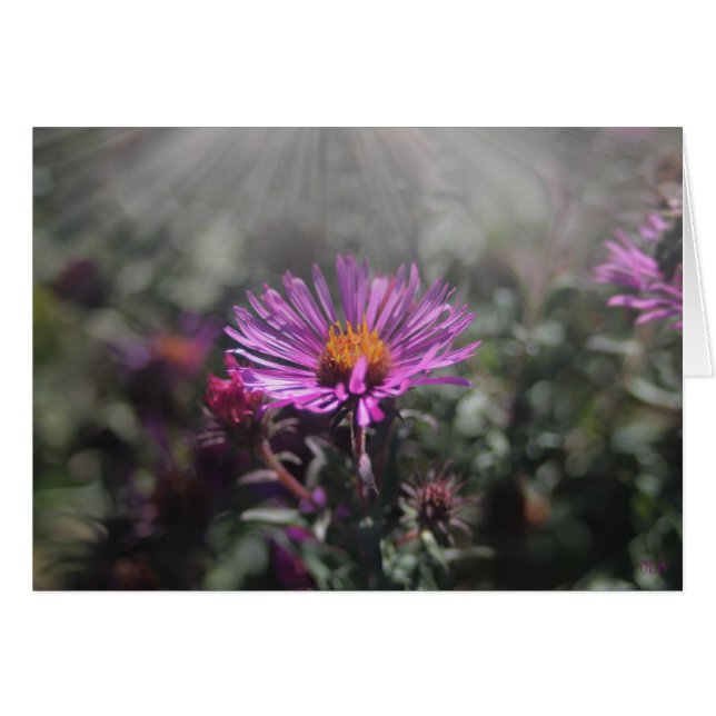 Nebraska City, oktober 2015 (Voorkant Horizontaal)