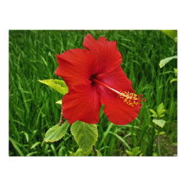 Nebraskan Hibiscus Foto Afdruk