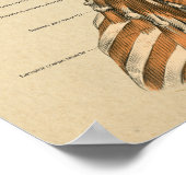 Neck Spine Muscles Chiropractic Massage Chart Poster (Hoek)